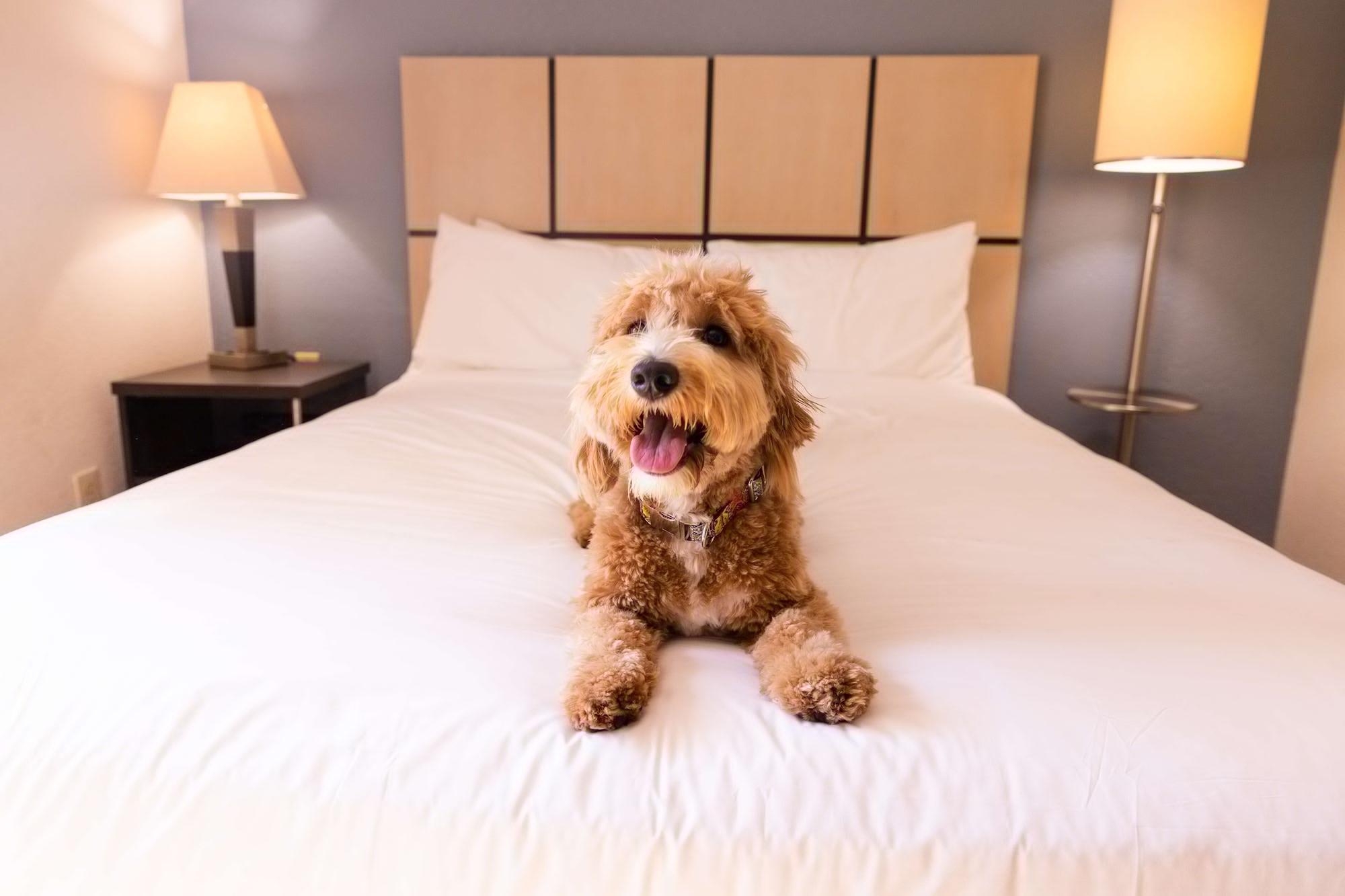 โซเนสตา ซิมพลี สวีท ชิคาโก เนเปอร์วิลล์ Hotel Warrenville ภายนอก รูปภาพ